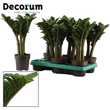 Zamioculcas Zenzi 3+ (decorum)