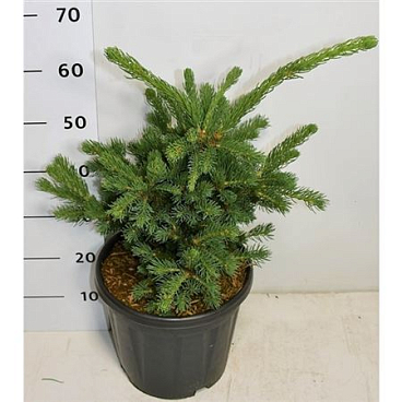 Picea Pung Lucky Strike