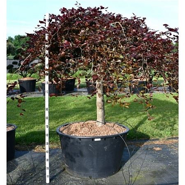 Fagus Sylv Purpurea Pendula On Stem