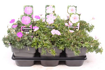 Geranium Sanguineum Mix