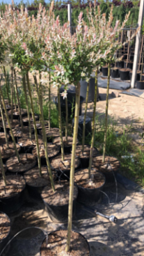 Ива цельнолистная Хакуро Нишики штамб 120