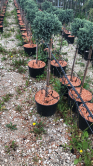 Можжевельник чешуйчатый Блу Стар штамб 80