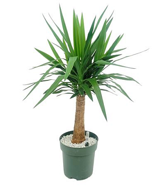 Yucca Palm On Stem