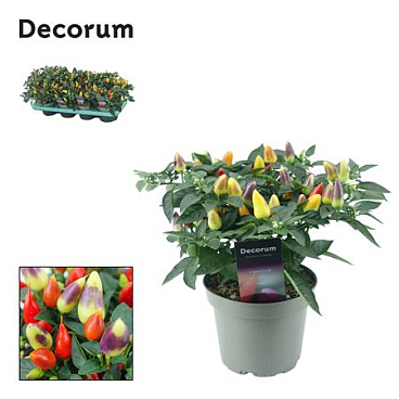 Capscium An Torero Multicolour Red (decorum)