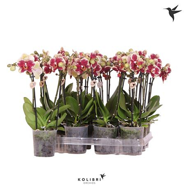 Phal Little Kolibri 2st Mix Spotty 22+ (ok)