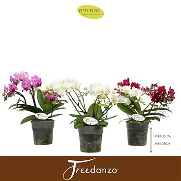 Phal Freedanzo Songbird Mix 30+ (opti)