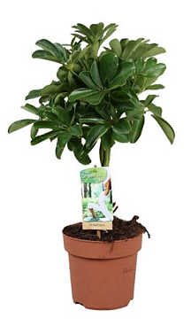 Schefflera Nora Twisted Stem