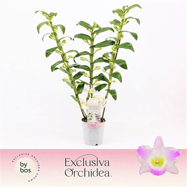 Den Nob 3st Pandora Exclusiva Orchidea