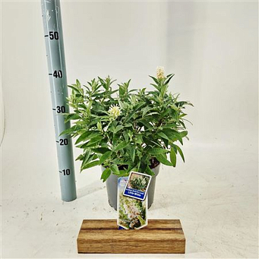 Buddleja Dav Little White (butterfly Candy)
