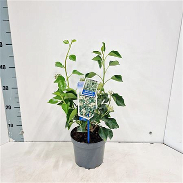 Hedera Helix Arborescens