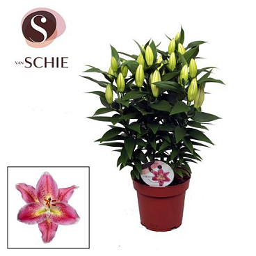 Lilium Or Reeleeze 5pp