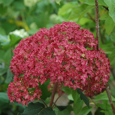 Гортензия древовидная Белла Анна