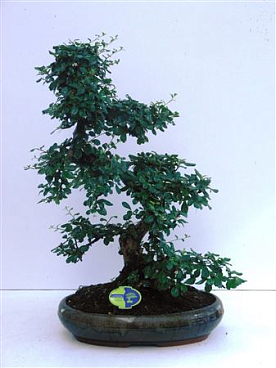 Bonsai Carmona Macrophylla, 43cm., Shape, Without