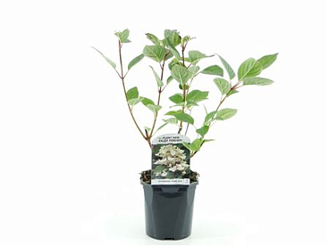 Hydrangea Pan Wims Red