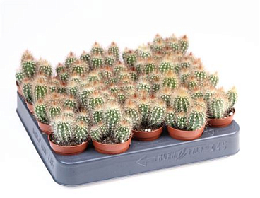 Pilosocereus Chrysostele
