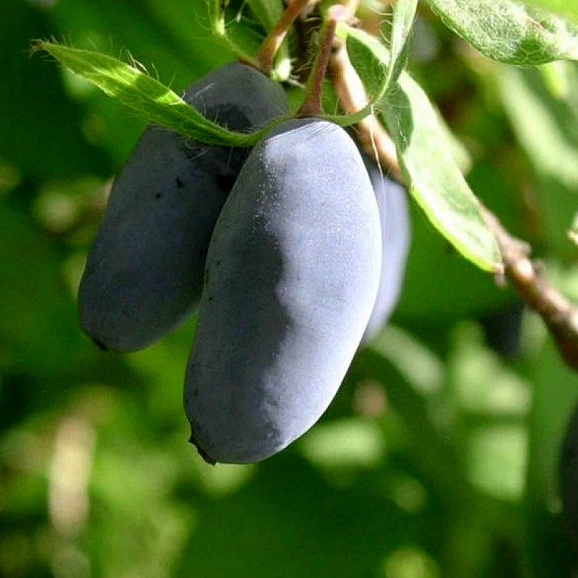 Жимолость Павловская в тубе