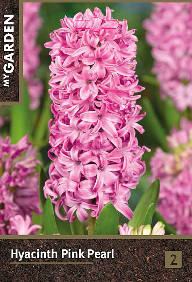 Гиацинт садовый Пинк Пёрл
