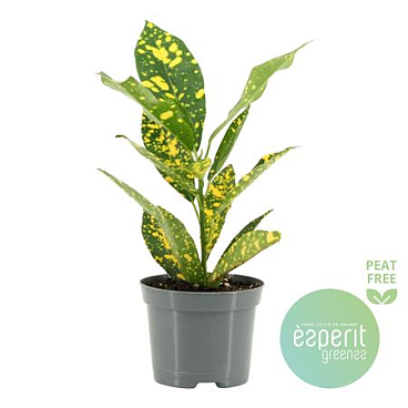 Codiaeum Gold Sun