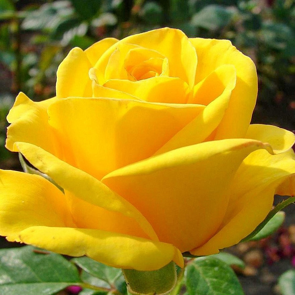 Роза чайно-гибридная Керио