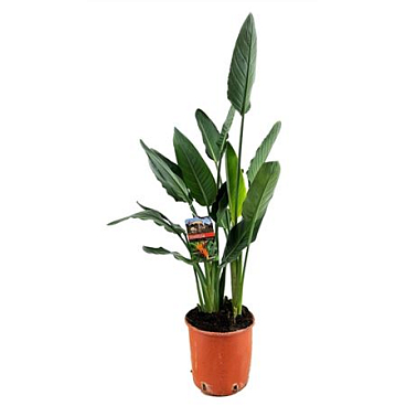 Strelitzia Reginae 3pp