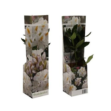 Rhodo Cunningham's White