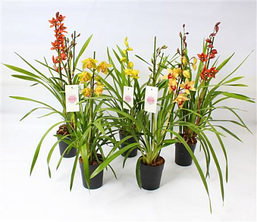 Cymbidium Kleuren Mix 2 Tak
