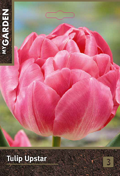 Тюльпан махровый поздний Ап Стар