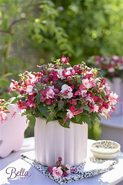 Fuchsia Bella Camilla