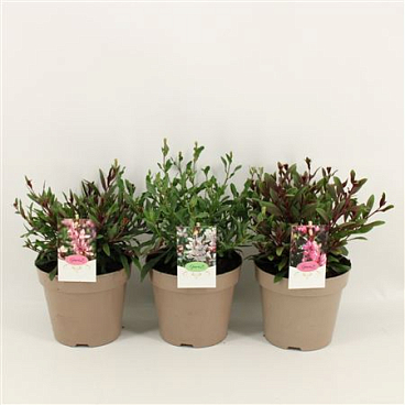 Gaura Mix