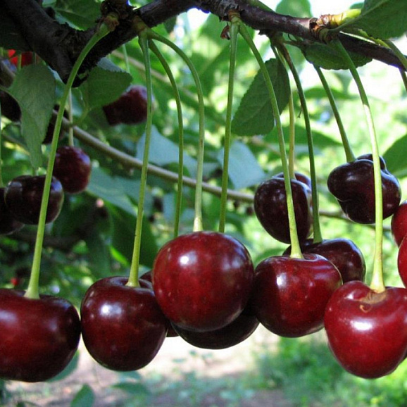 Вишня обыкновенная Молодежная в тубе