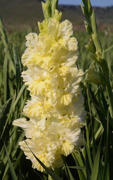 Гладиолус крупноцветковый Сгущеное Молоко