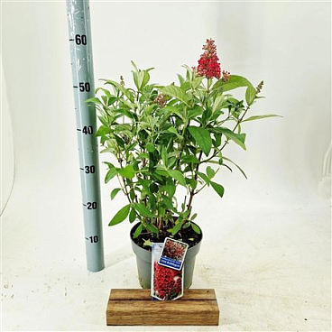 Buddleja Dav Little Bubblegum (butterfly Candy)