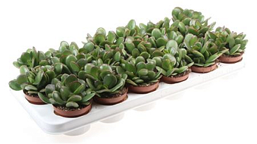 Crassula Ovata Sunset