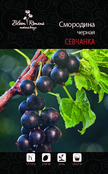 Смородина черная Севчанка