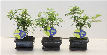 Bonsai Zanthoxylum Piperitum, 12cm., Broom, Withou