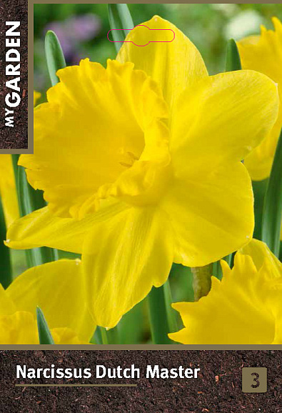 Нарцисс трубчатый Датч Мастер