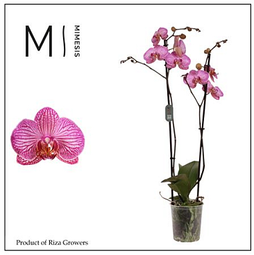 Phal 2st Flirtation 16+ (orchid Growers)