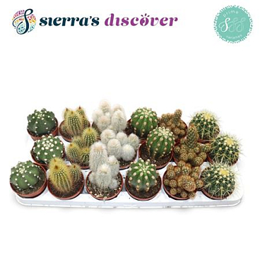 Cactus Mix (6spc.)
