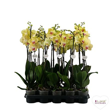 Phal 2st Paradox (levo)