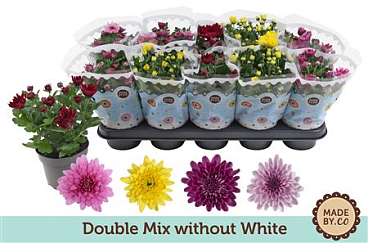 Chrys Double Mix Without White