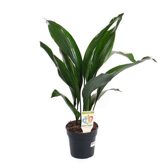 Аспидистра элатиор