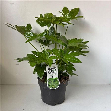 Fatsia Japonica
