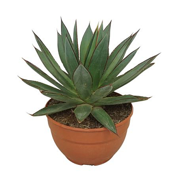 Agave Red Edge
