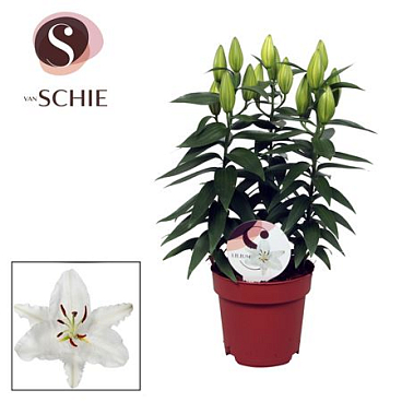 Lilium Or Oxygen 3pp