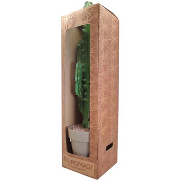 Euphorbia Eritrea In Box