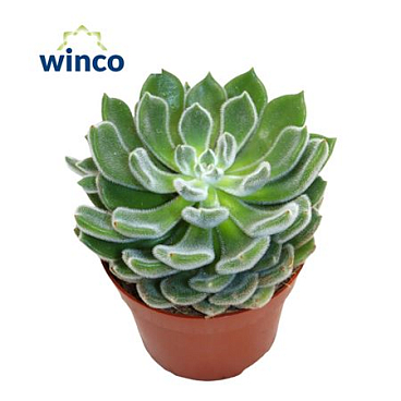 Echeveria Green Velvet