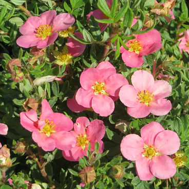 Лапчатка кустарниковая Пинк Парадайз в тубе