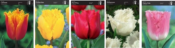 Тюльпан бахромчатый (шоубокс) | Оптовая цветочная компания «Флора Групп» Тюльпан бахромчатый (шоубокс)