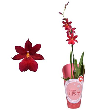 Cambria 1st Nelly Isler Potcover (morelips)