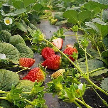 Земляника Лауретта